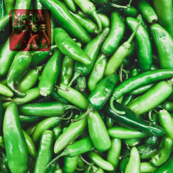 GRØN STÆRK CHILI - JALAPENOS (2 KG.)