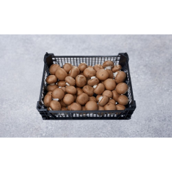 MARK CHAMPIGNON 2,5 KG